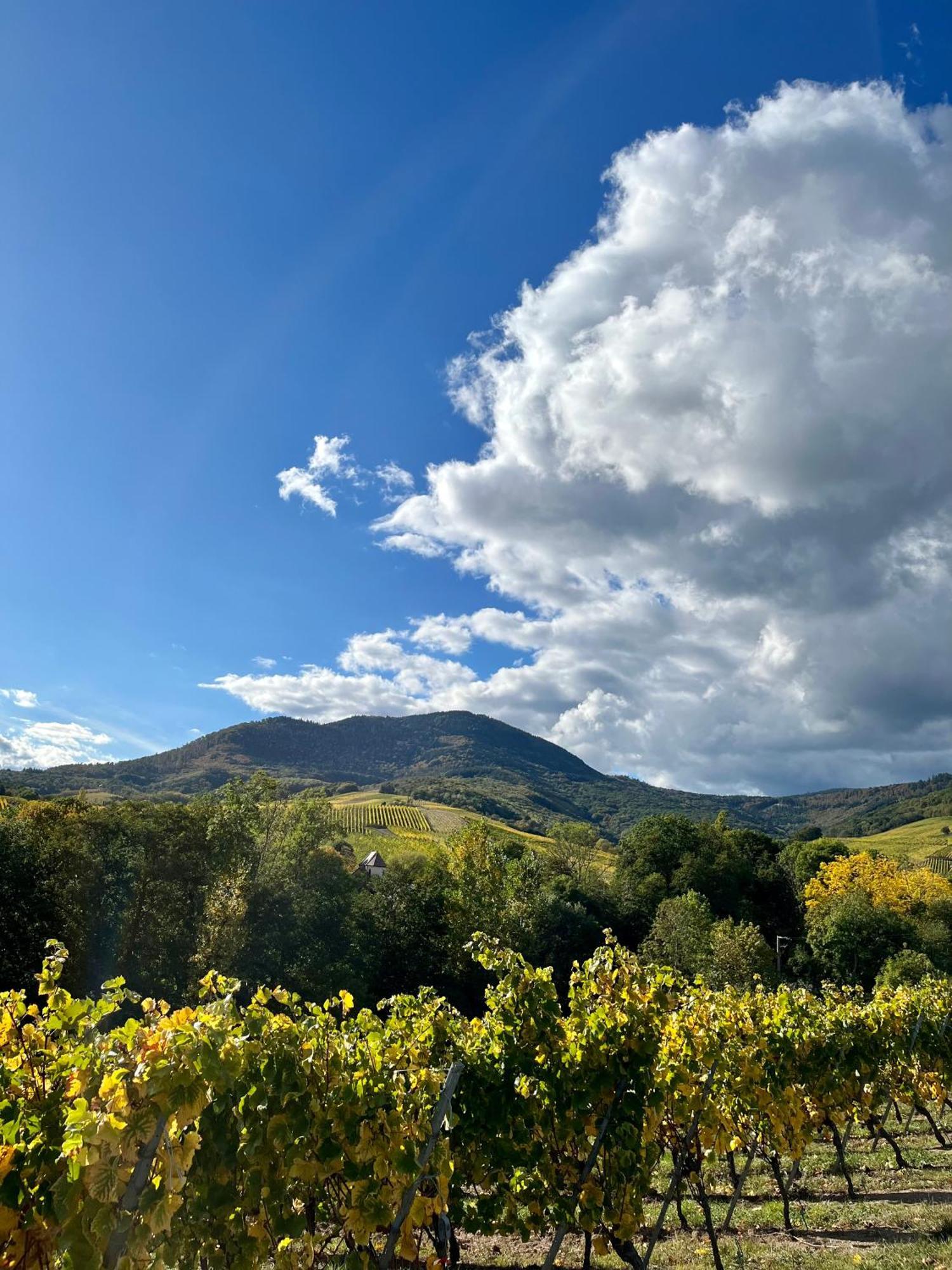 Chambre Du Vigneron - Domaine Leon Bleesz Reichsfeld Zewnętrze zdjęcie