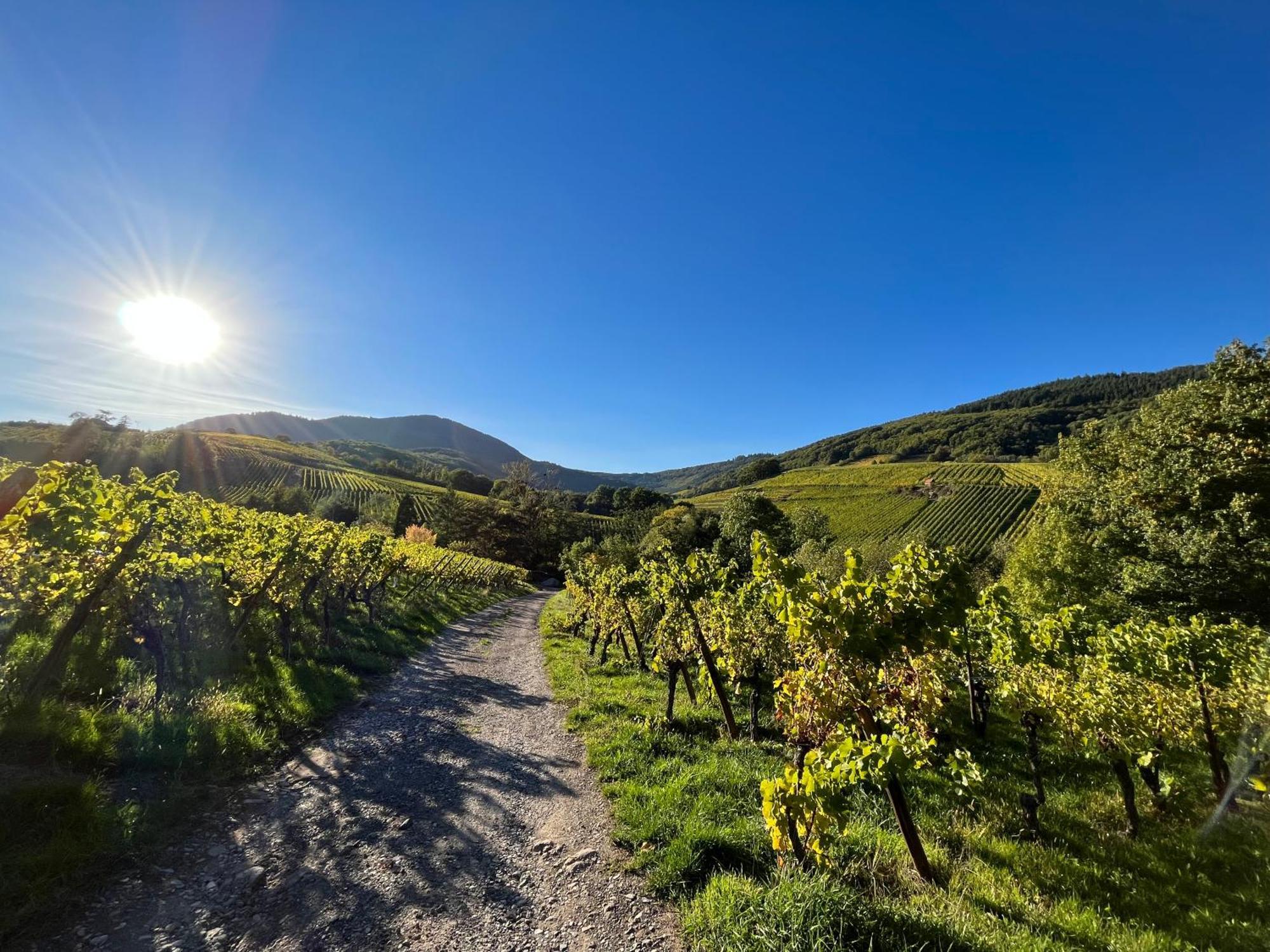 Chambre Du Vigneron - Domaine Leon Bleesz Reichsfeld Zewnętrze zdjęcie