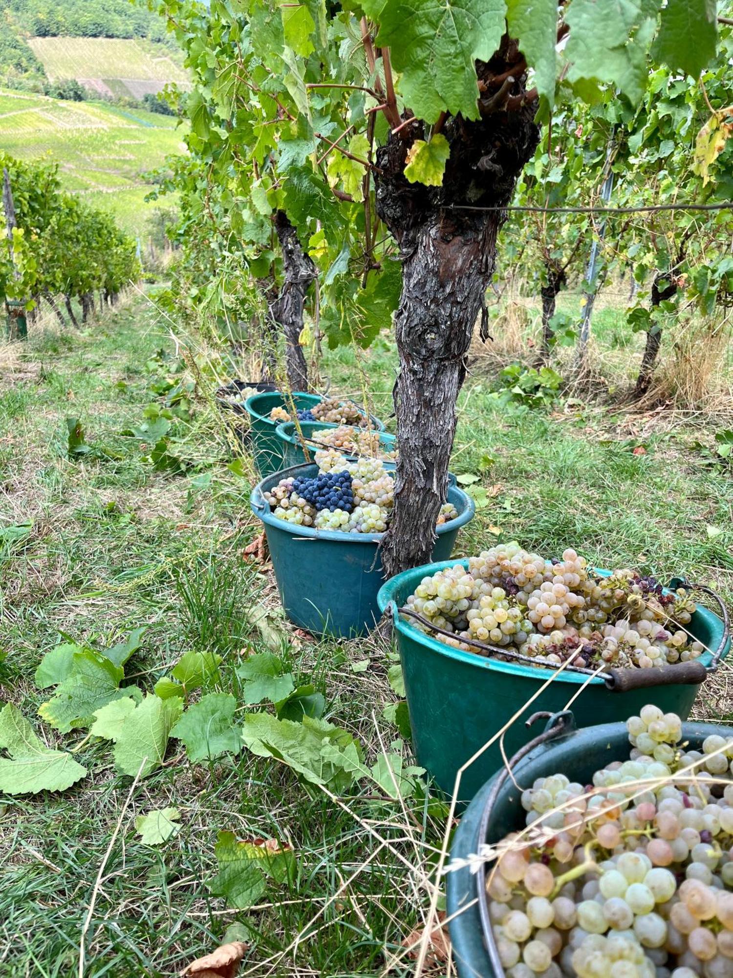 Chambre Du Vigneron - Domaine Leon Bleesz Reichsfeld Zewnętrze zdjęcie