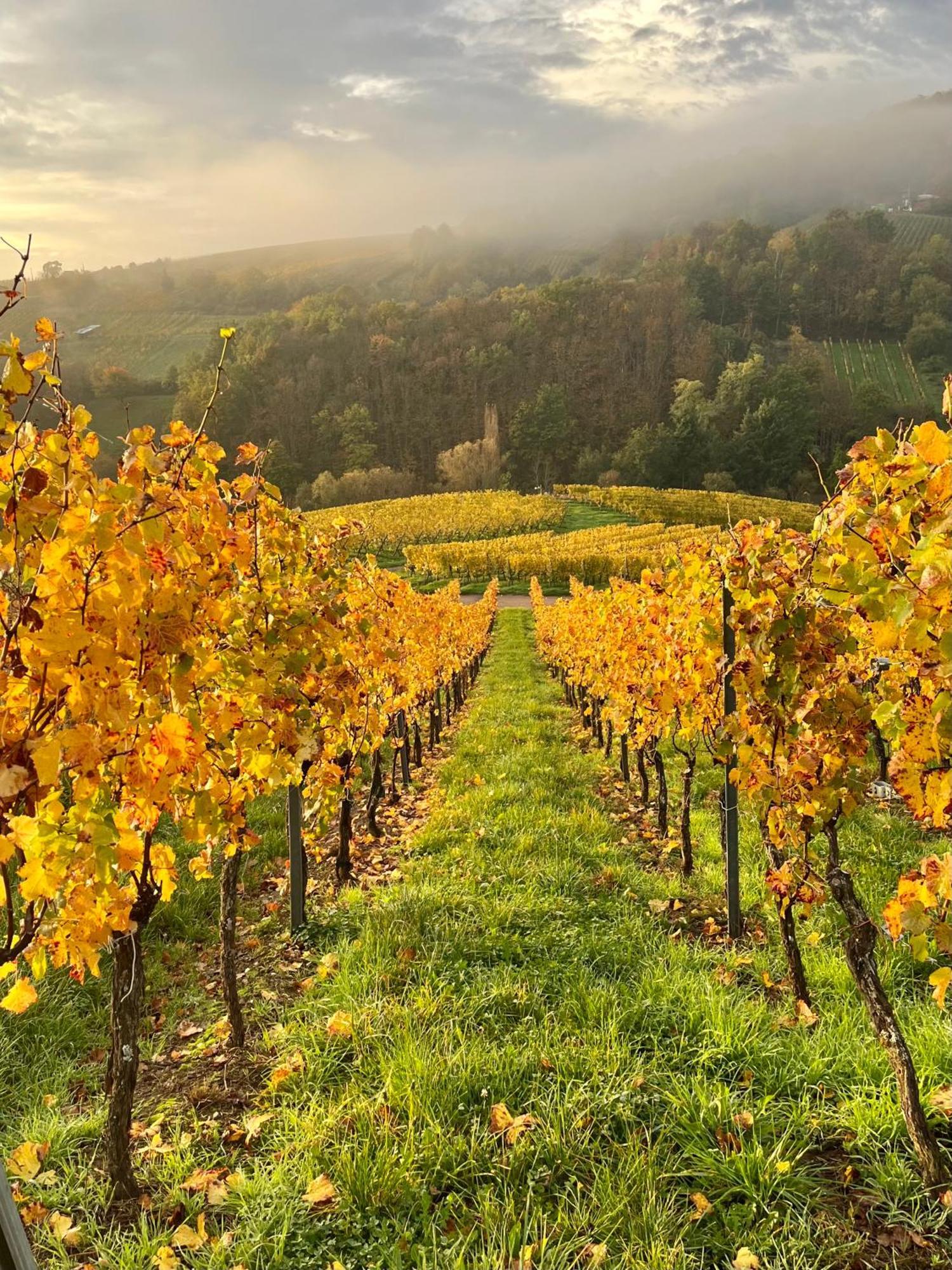 Chambre Du Vigneron - Domaine Leon Bleesz Reichsfeld Zewnętrze zdjęcie